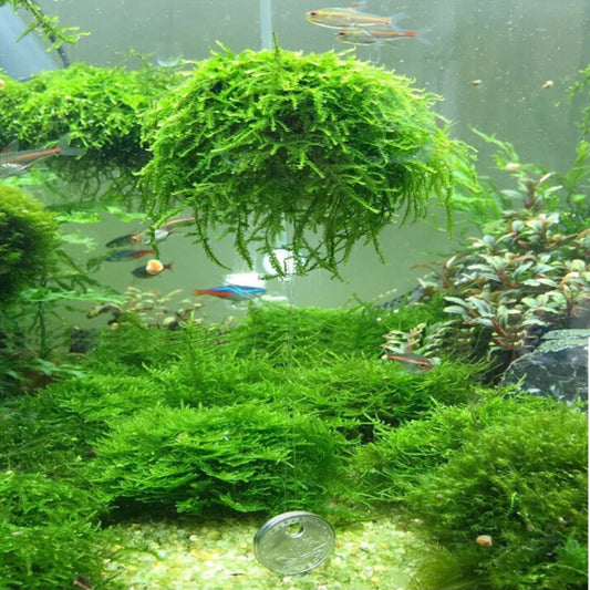 Aquarium Moss Ball, Live Plants