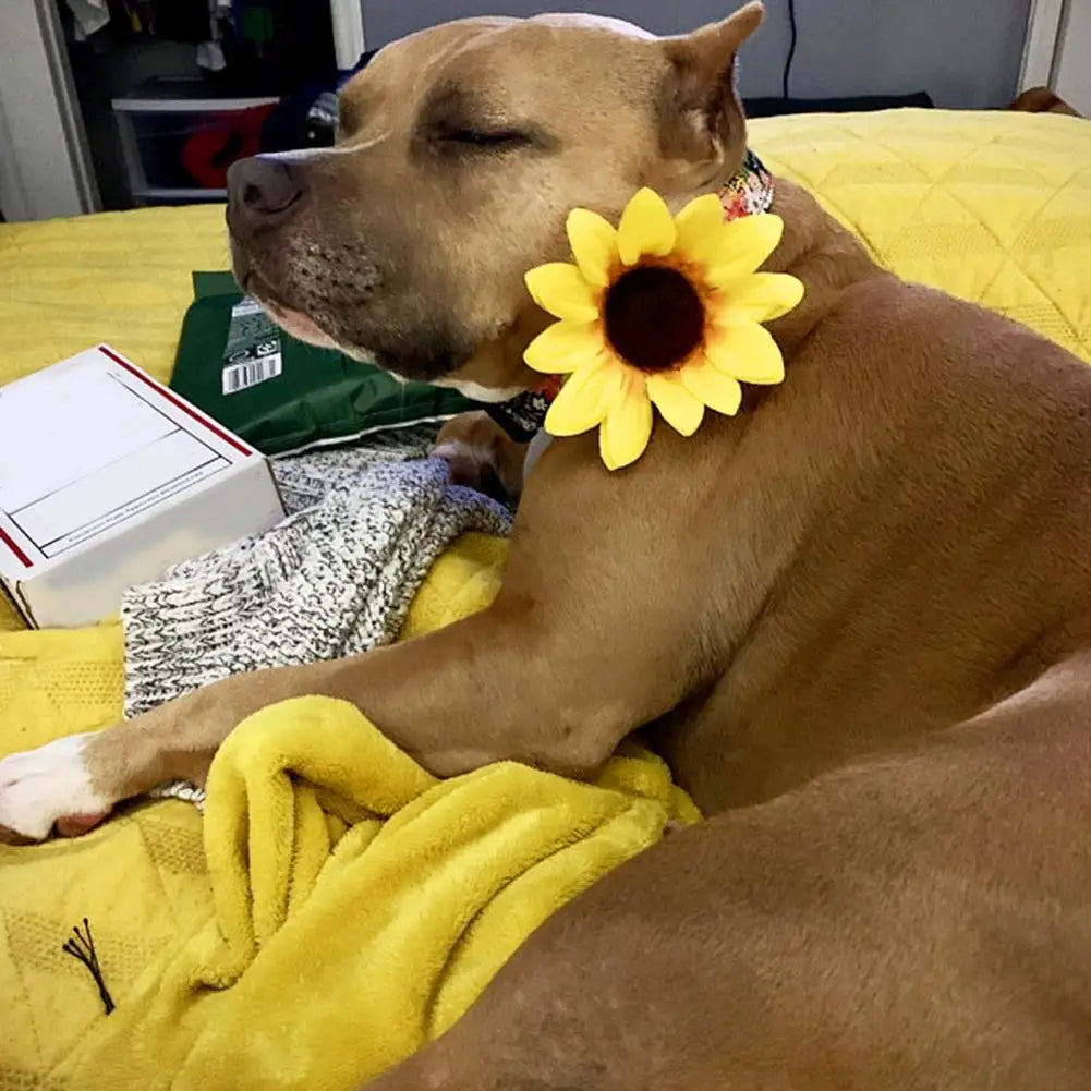 Adjustable Sunflower Pet Collar Accessory Set