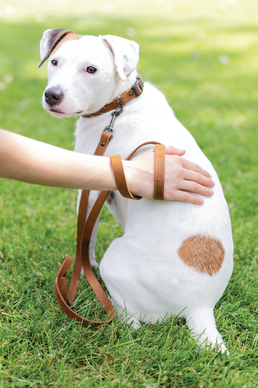Sport Style Earth Brown Leather Dog Collar