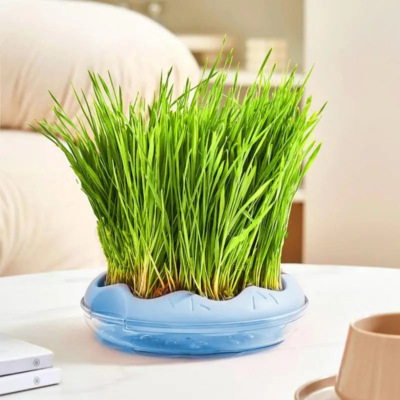 Donut Shaped Cat Grass Planting Box