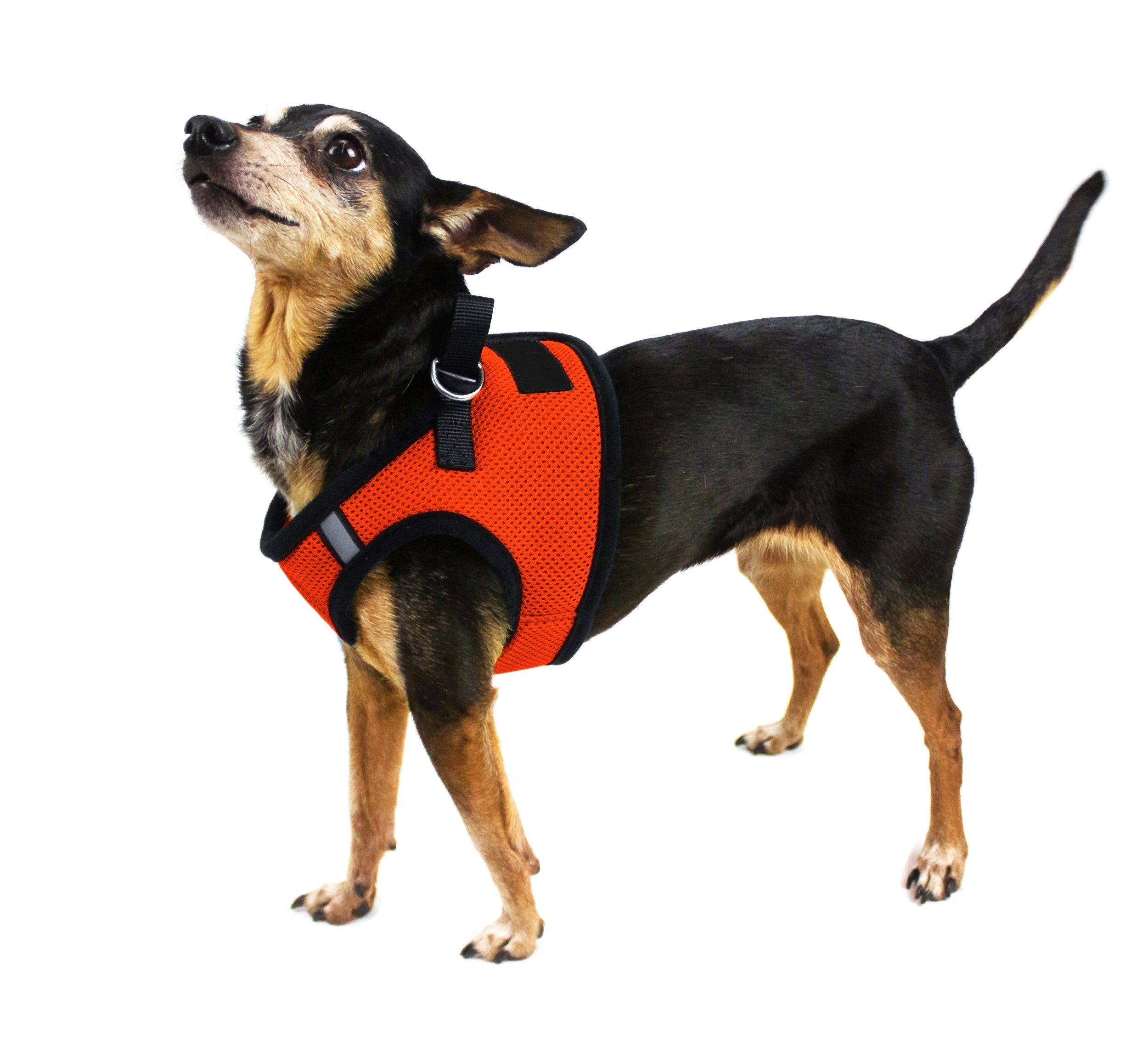 Boston Mesh Dog Harness + Built-in Hook & Loop Fastener