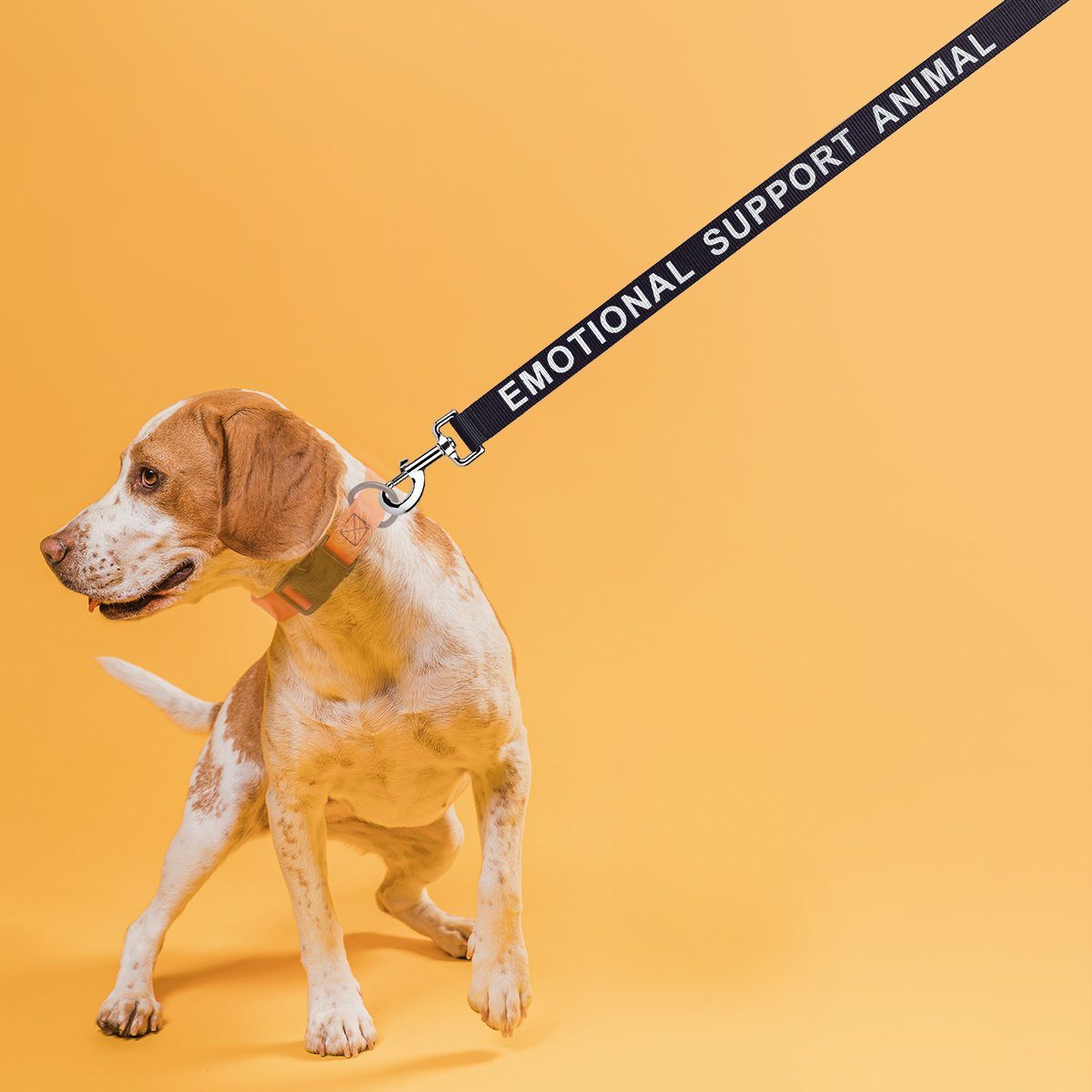Reflective Nylon Dog Leash