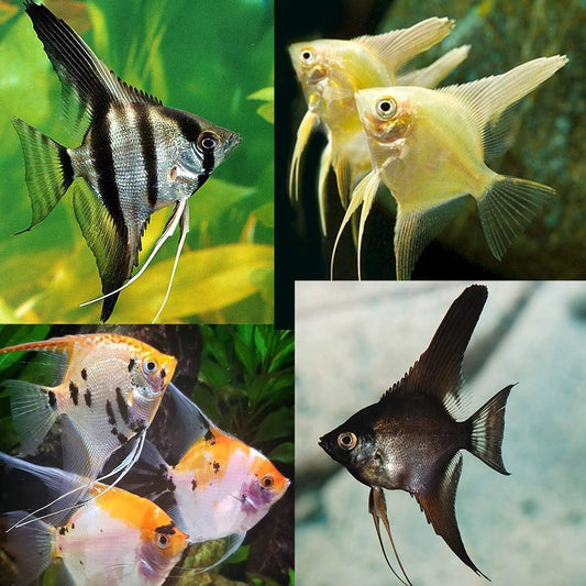 Assorted angelfish