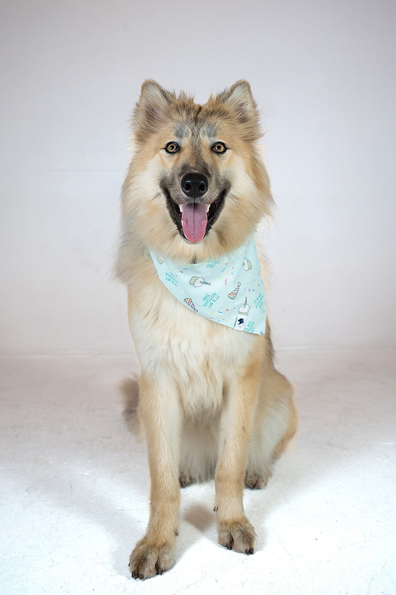Birthday Boy & Gotcha Day Dog Bandana