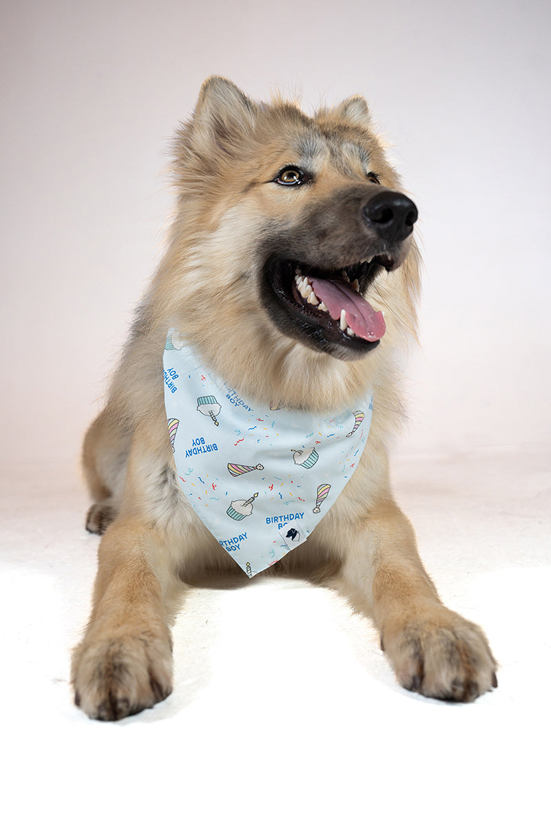 Birthday Boy & Gotcha Day Dog Bandana