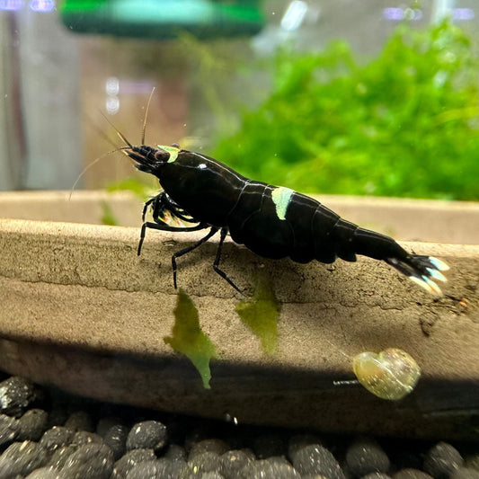 Black King Kong shrimp (pack of 6)