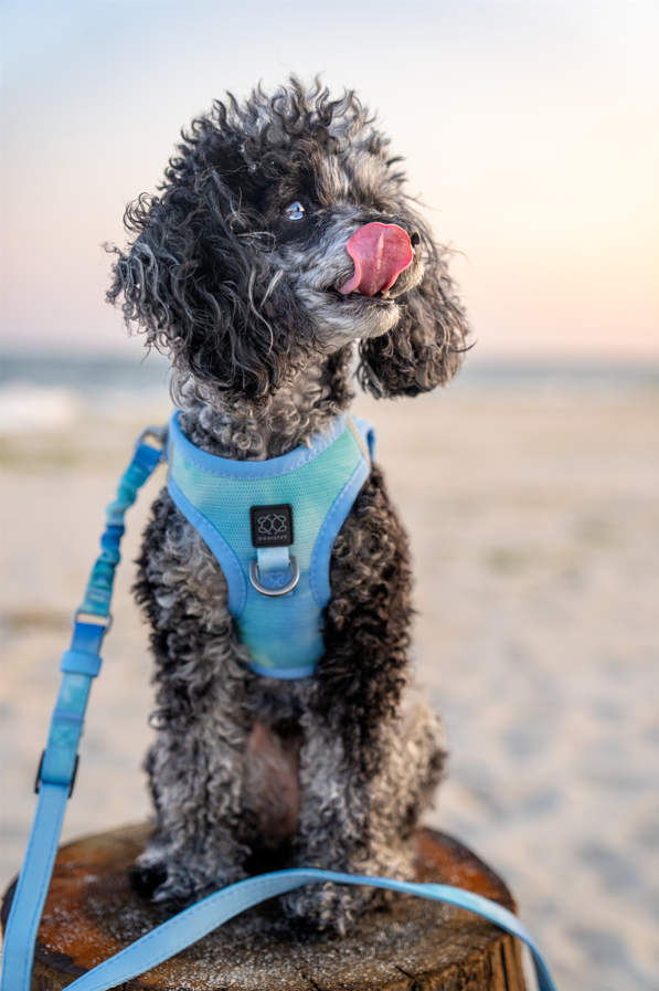 Summer AIR Harness - Ocean
