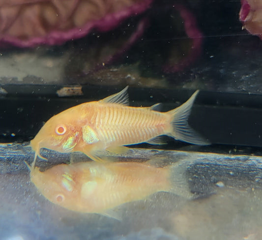 Aeneus Albino Cory (Corydoras aeneus var. albino)