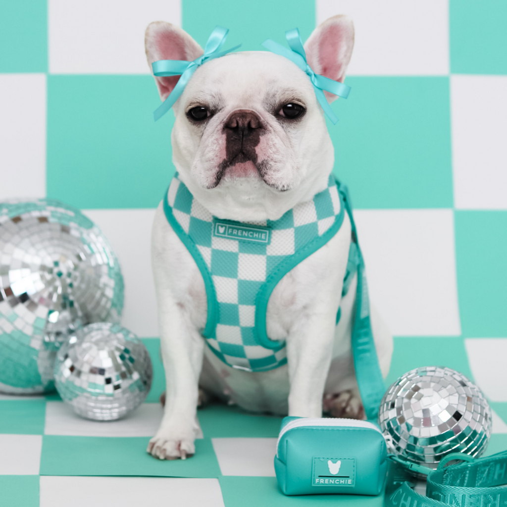 Frenchie Duo Reversible Harness - Solid Aqua