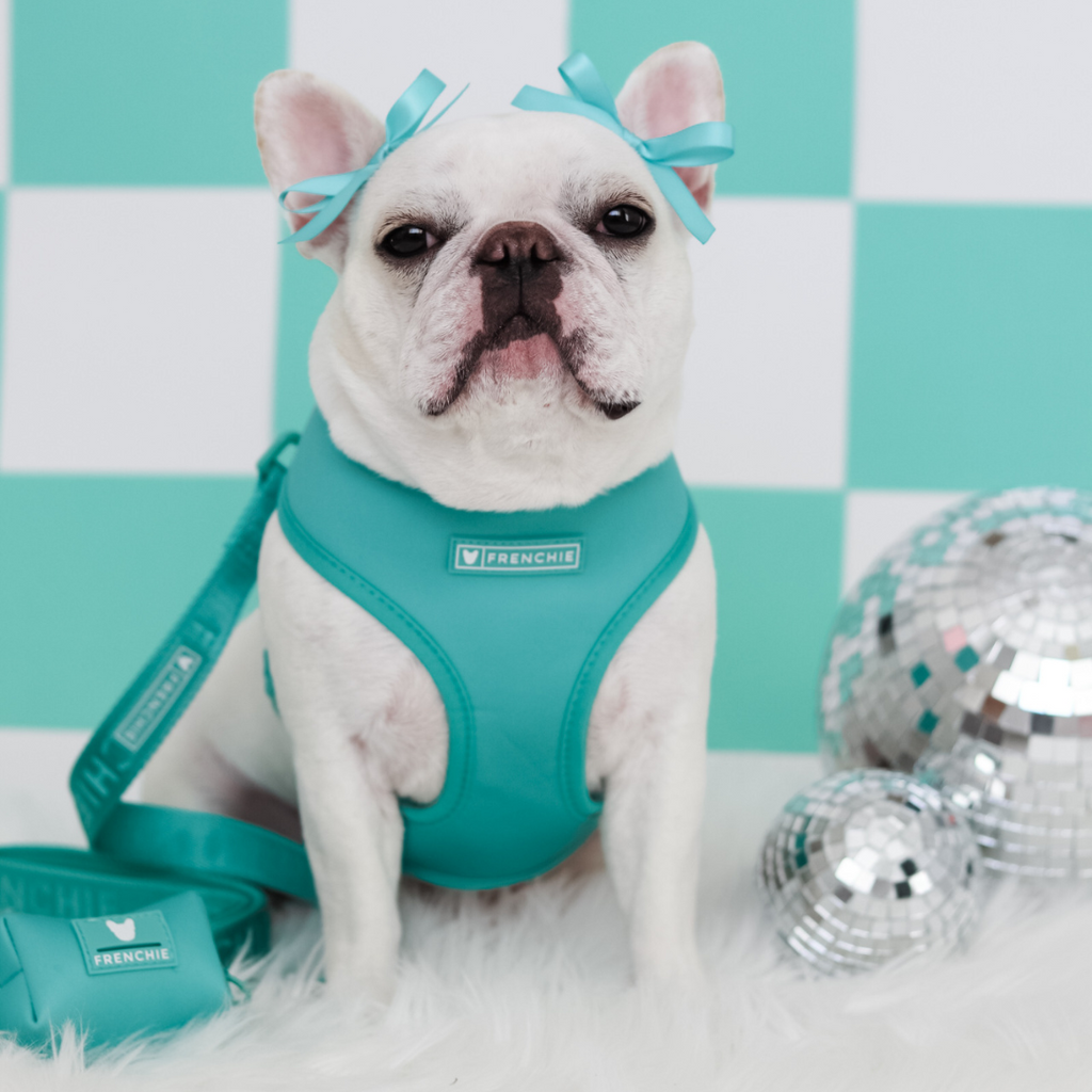 Frenchie Duo Reversible Harness - Solid Aqua