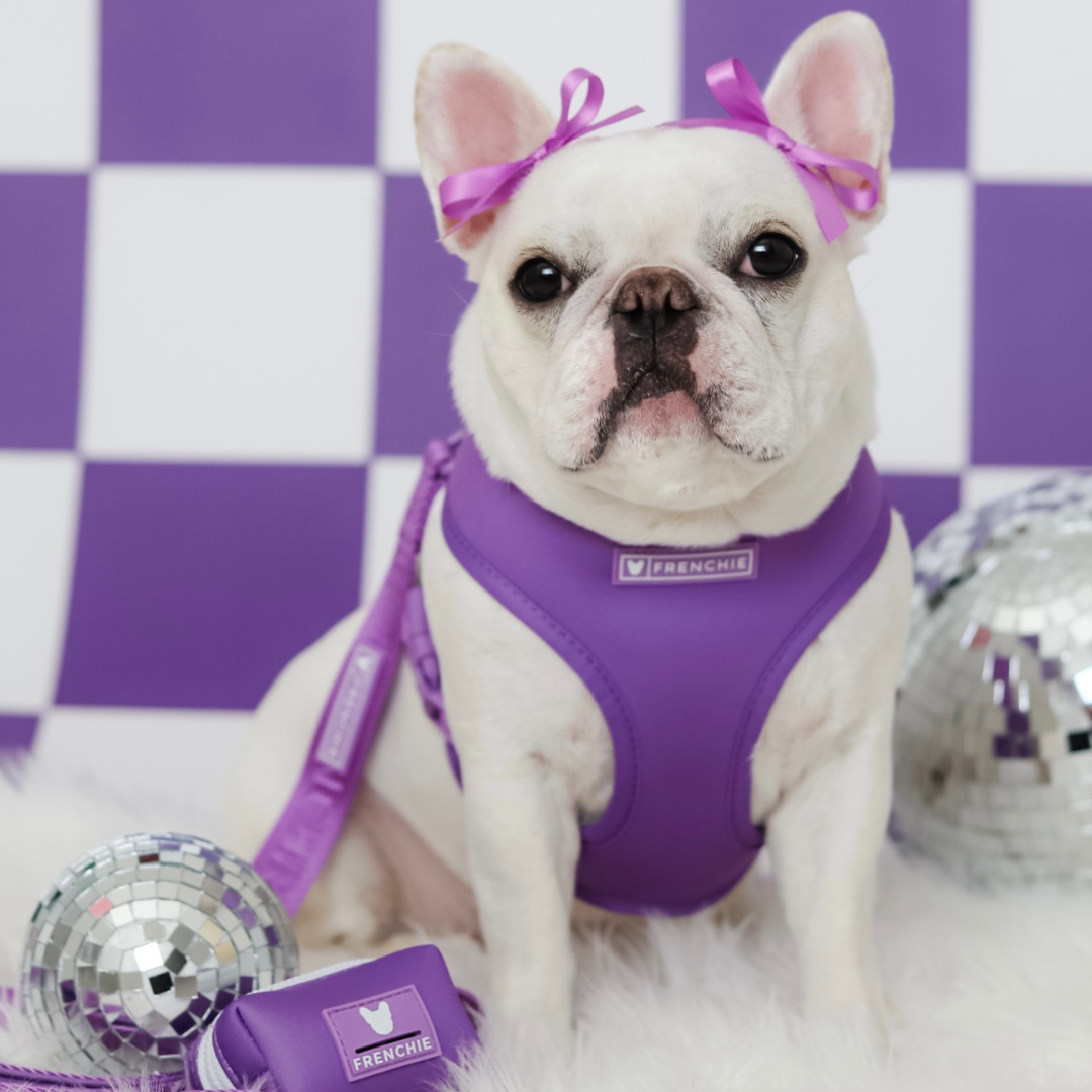 Frenchie Duo Reversible Harness - Solid Purple
