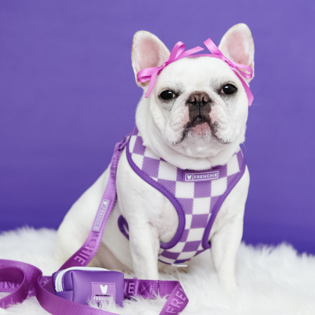 Frenchie Duo Reversible Harness - Solid Purple