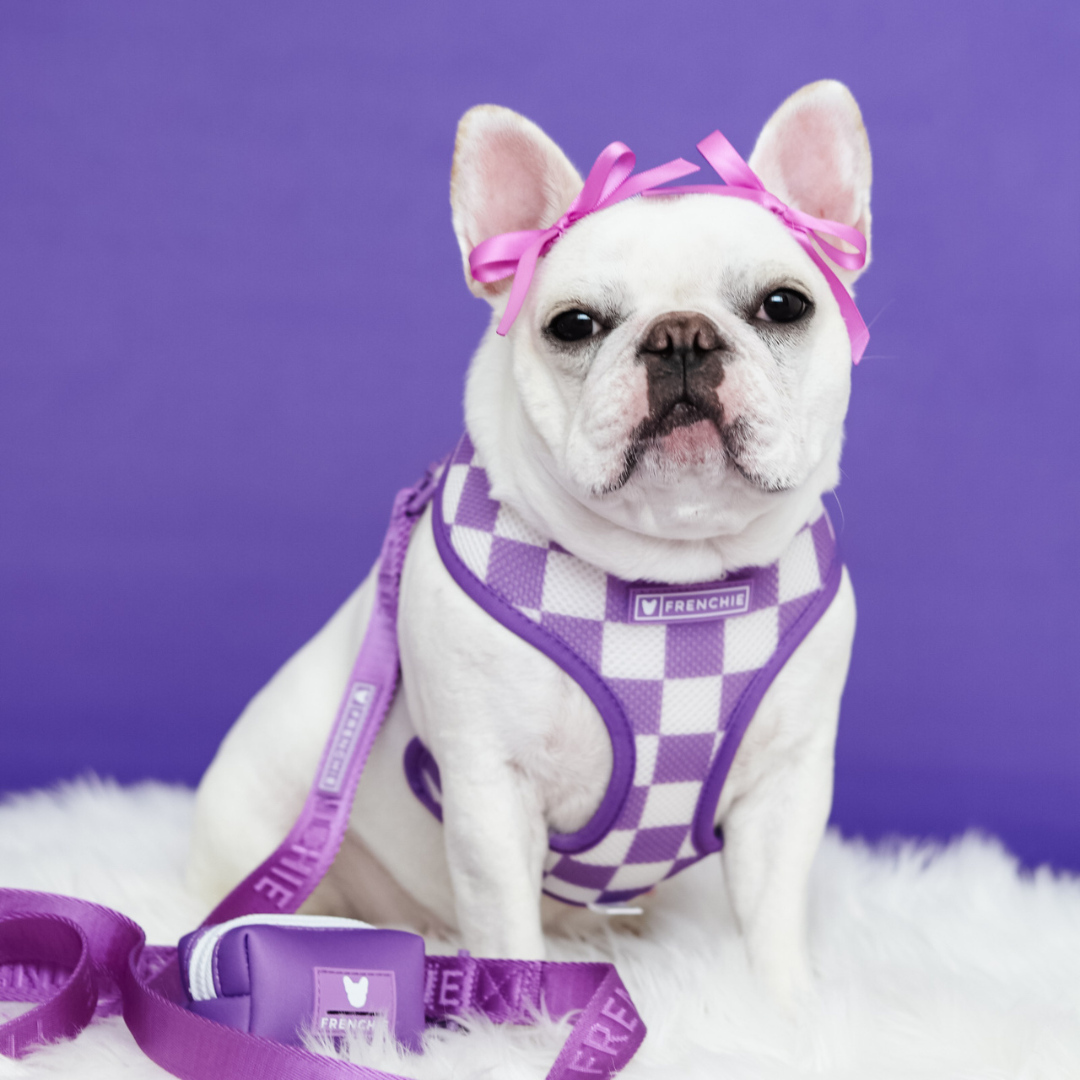 Frenchie Duo Reversible Harness - Solid Purple