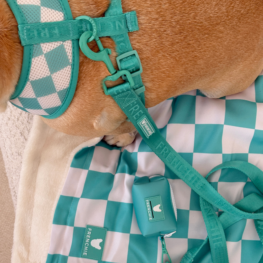 Frenchie Comfort Leash - Solid Aqua