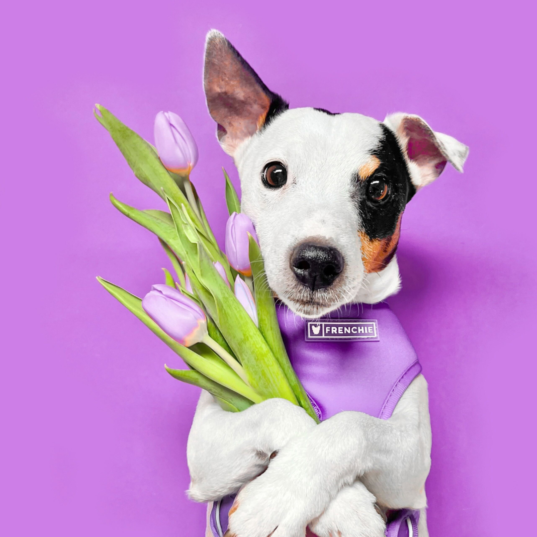 Frenchie Duo Reversible Harness - Solid Purple