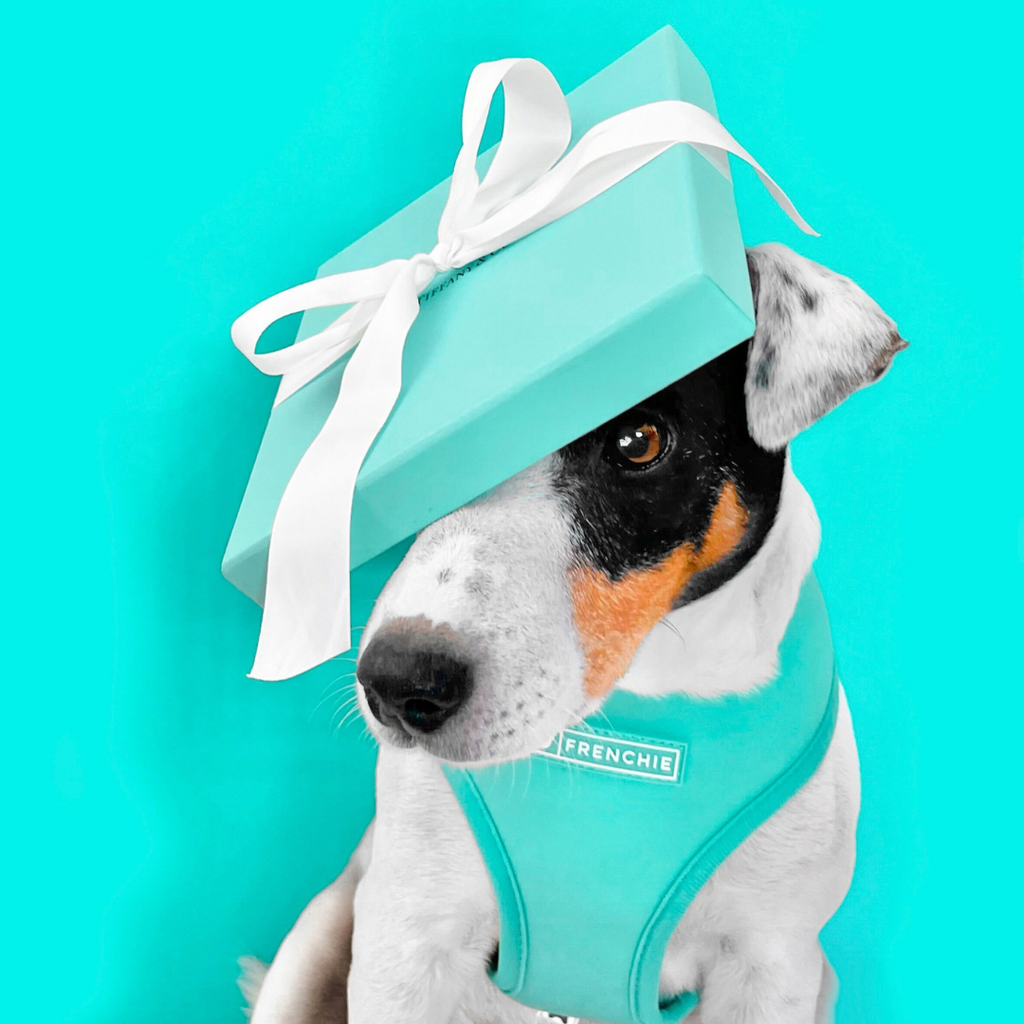 Frenchie Duo Reversible Harness - Solid Aqua