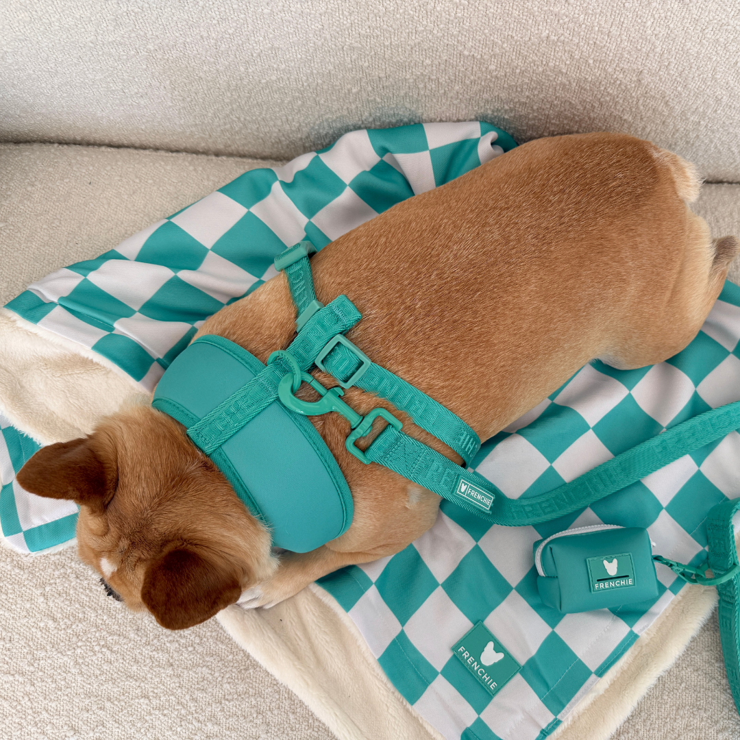 Frenchie Duo Reversible Harness - Solid Aqua