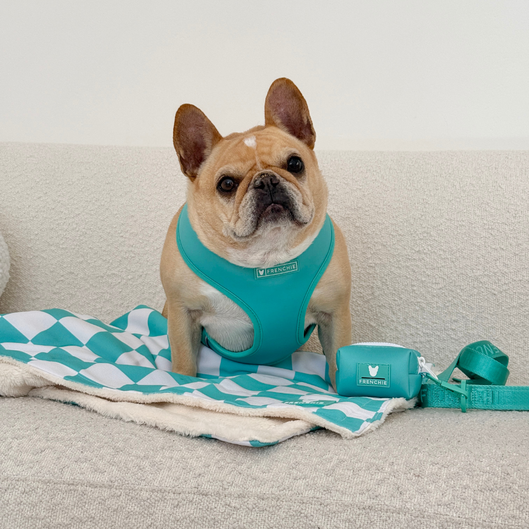 Frenchie Duo Reversible Harness - Solid Aqua