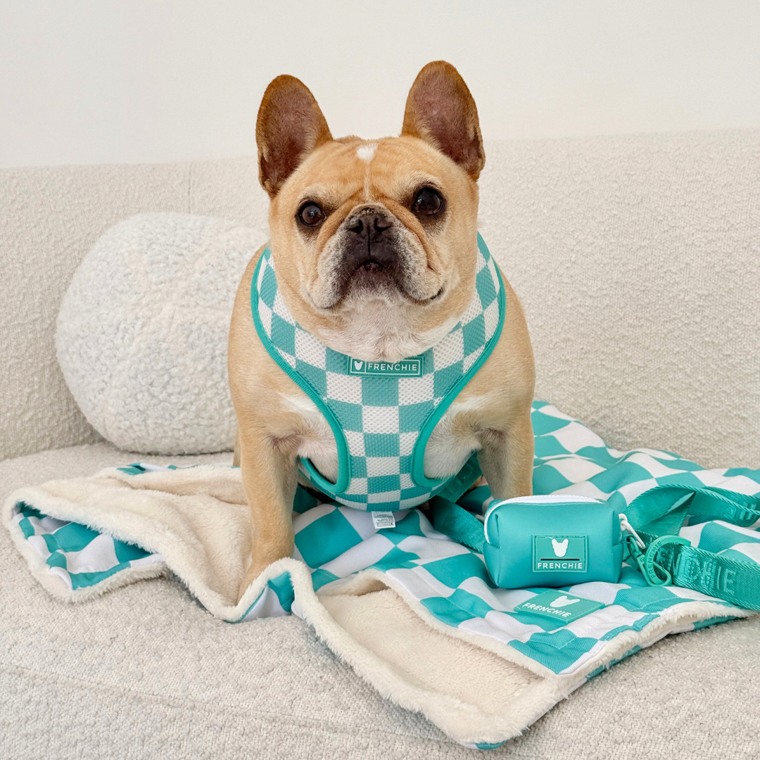 Frenchie Duo Reversible Harness - Solid Aqua