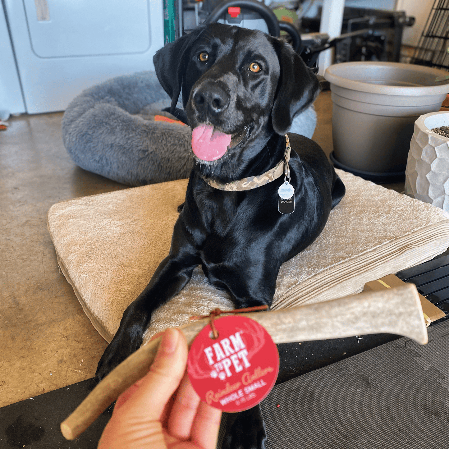 REINDEER ANTLERS FOR DOGS | ANTLER DOG CHEWS FOR AGGRESSIVE CHEWERS