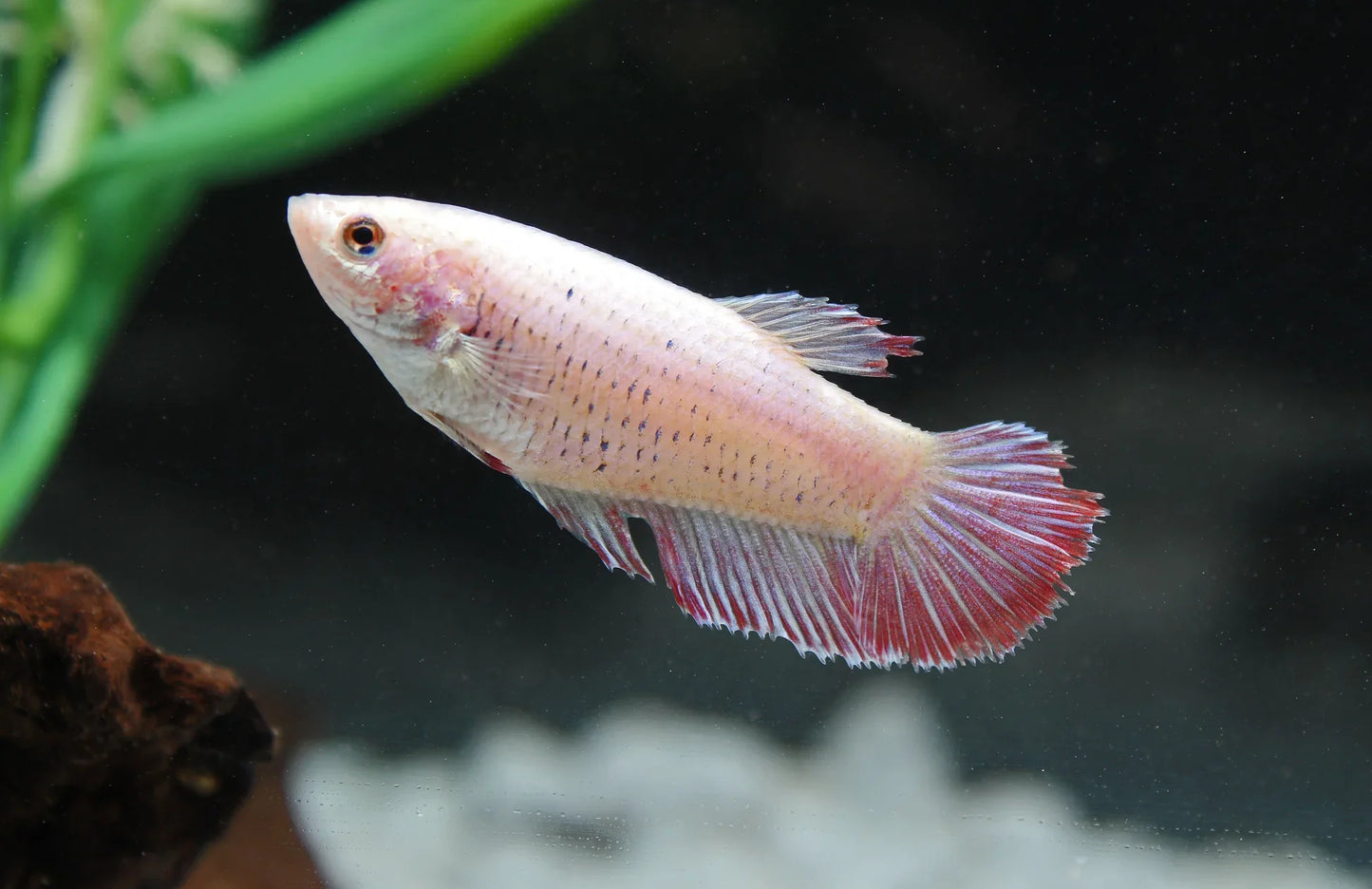 Assorted Betta Female