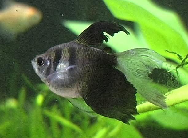 Black Tetra Hi-Fin PACK OF 6