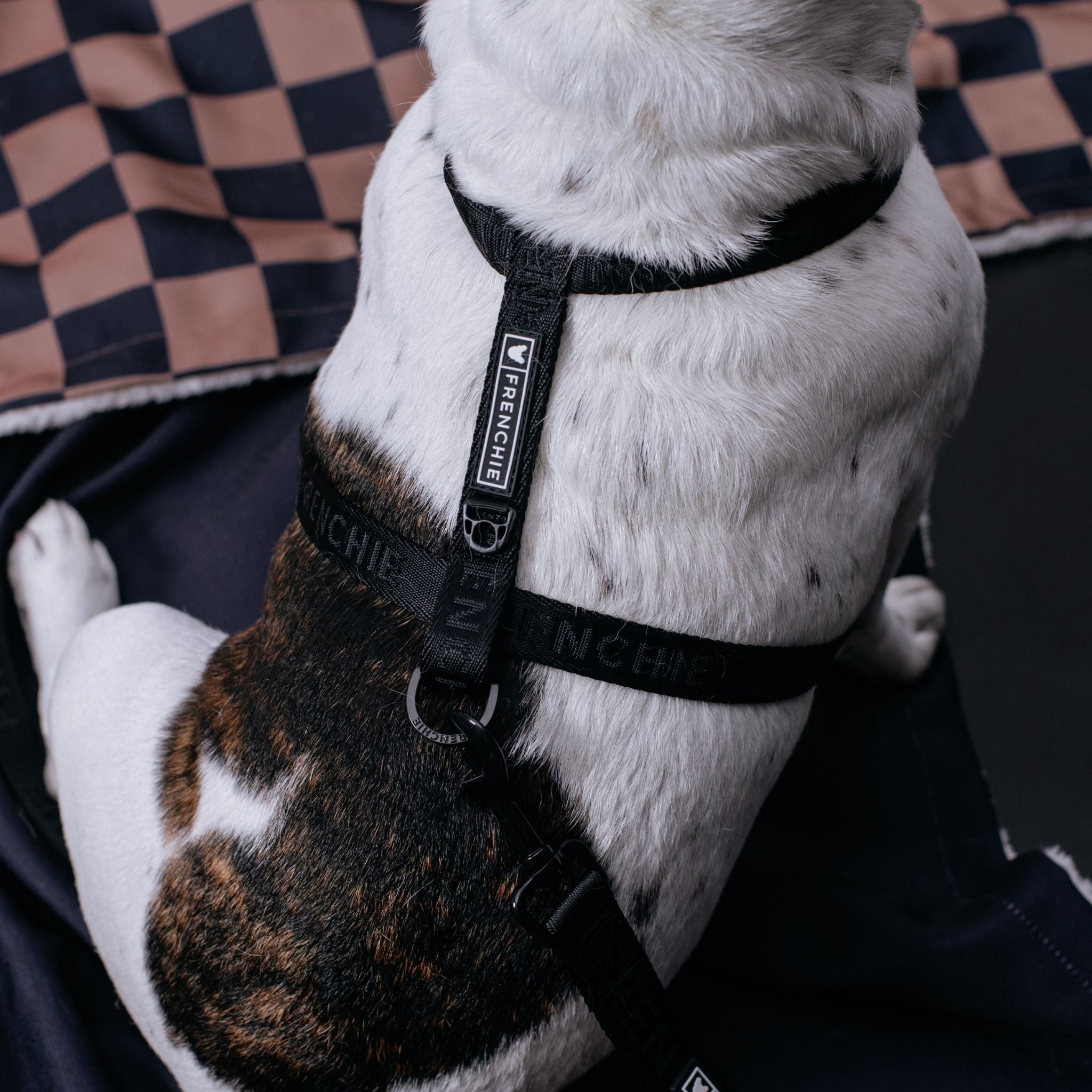 Frenchie Strap Harness - Solid Black