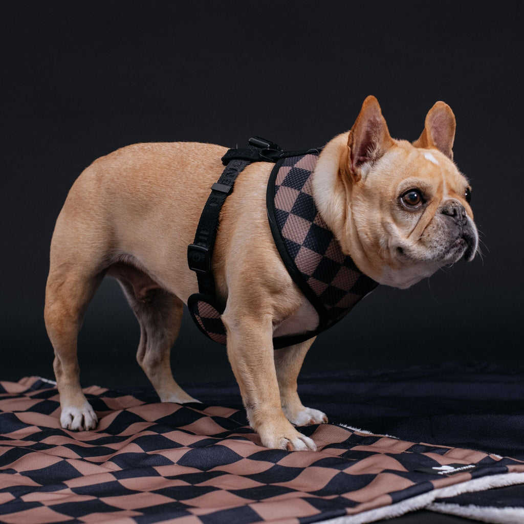 Frenchie Duo Reversible Harness - Solid Black