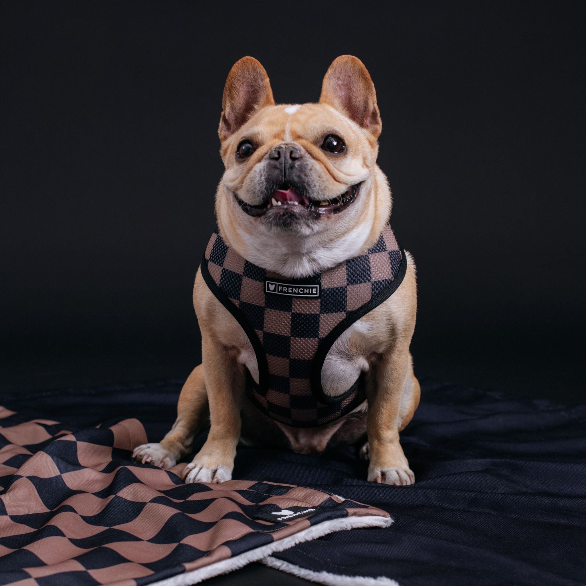 Frenchie Duo Reversible Harness - Solid Black