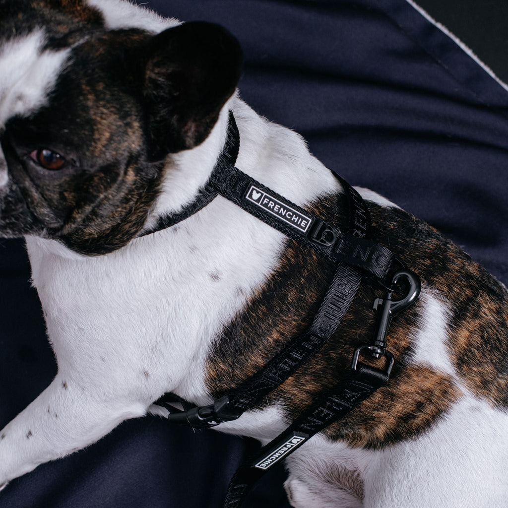 Frenchie Strap Harness - Solid Black