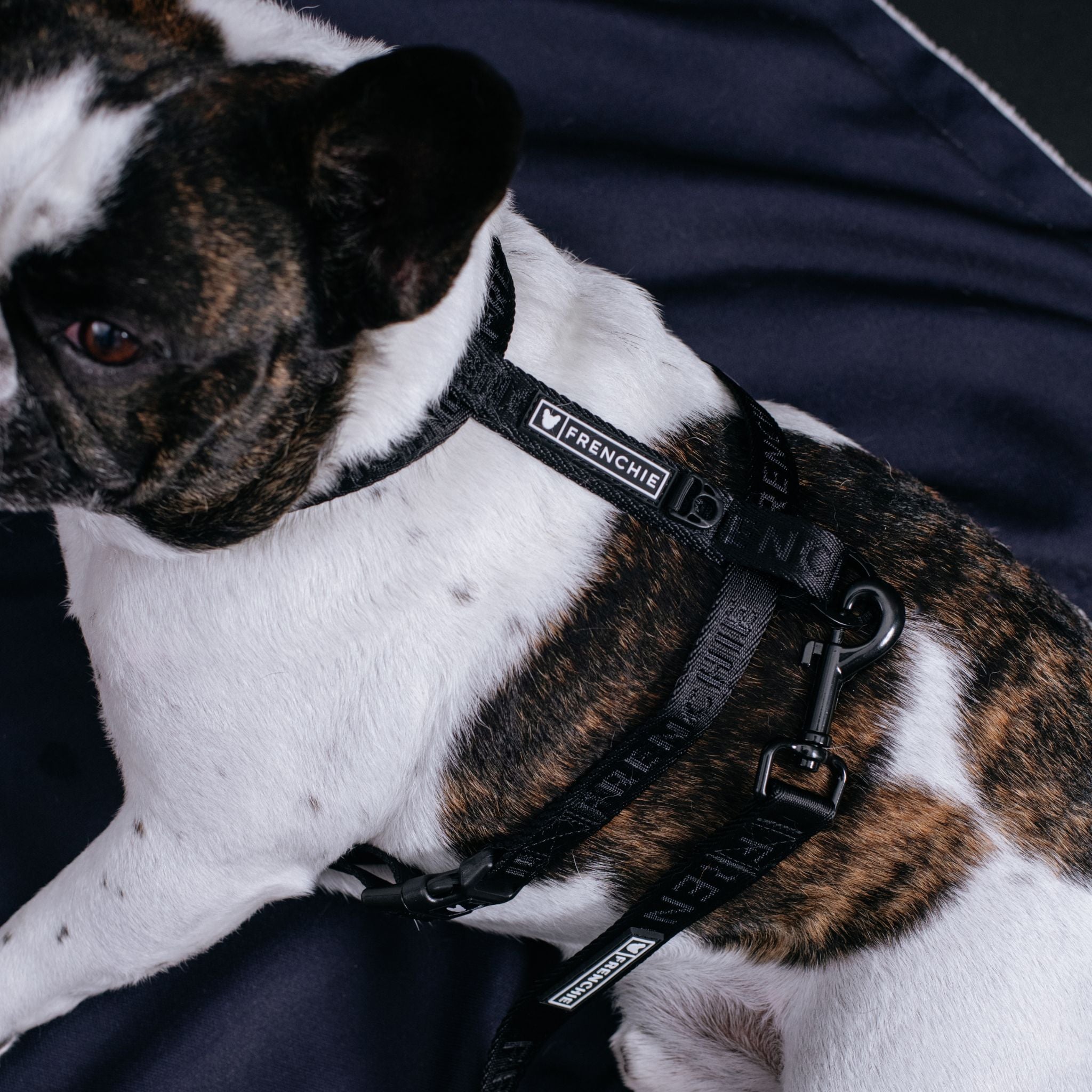 Frenchie Strap Harness - Solid Black