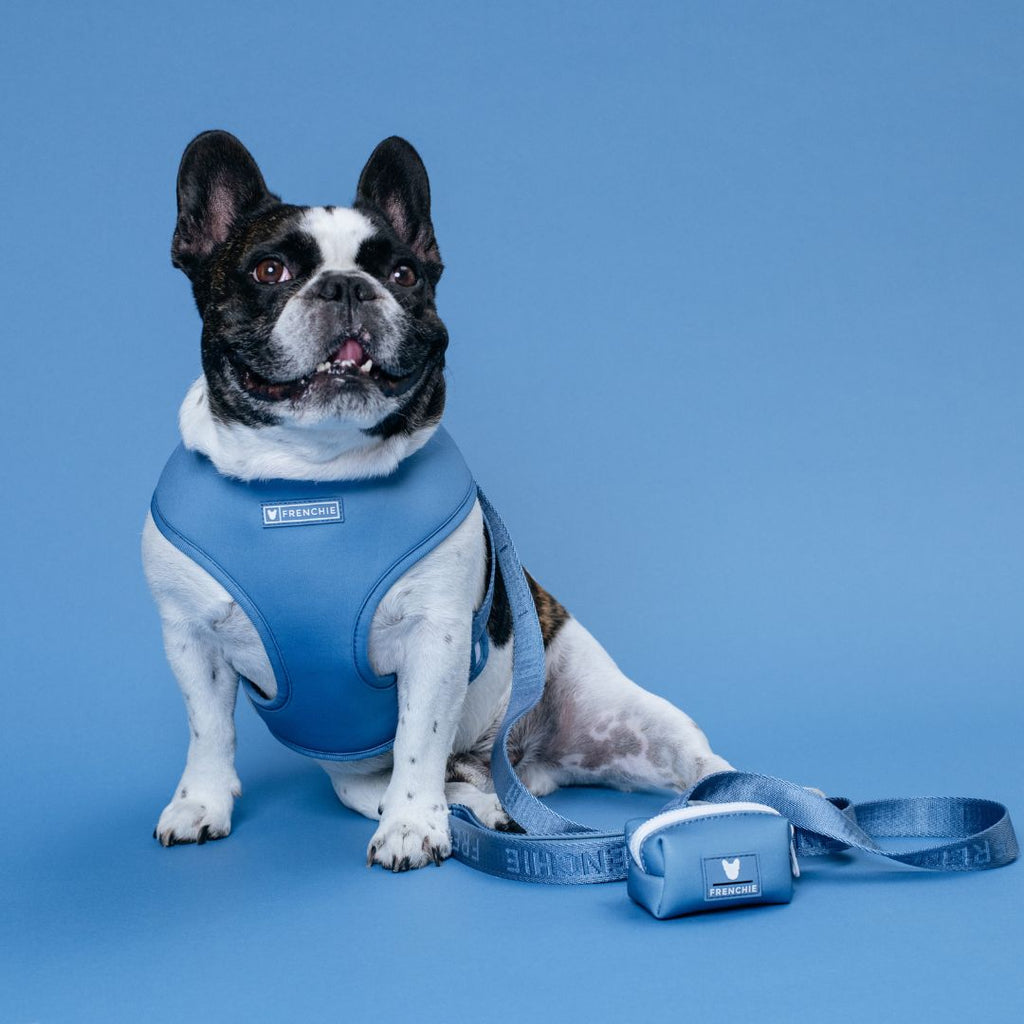 Frenchie Duo Reversible Harness - Solid Blue Steel