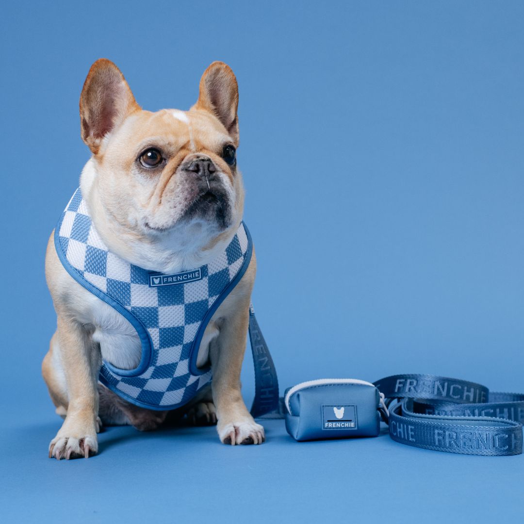 Frenchie Duo Reversible Harness - Solid Blue Steel