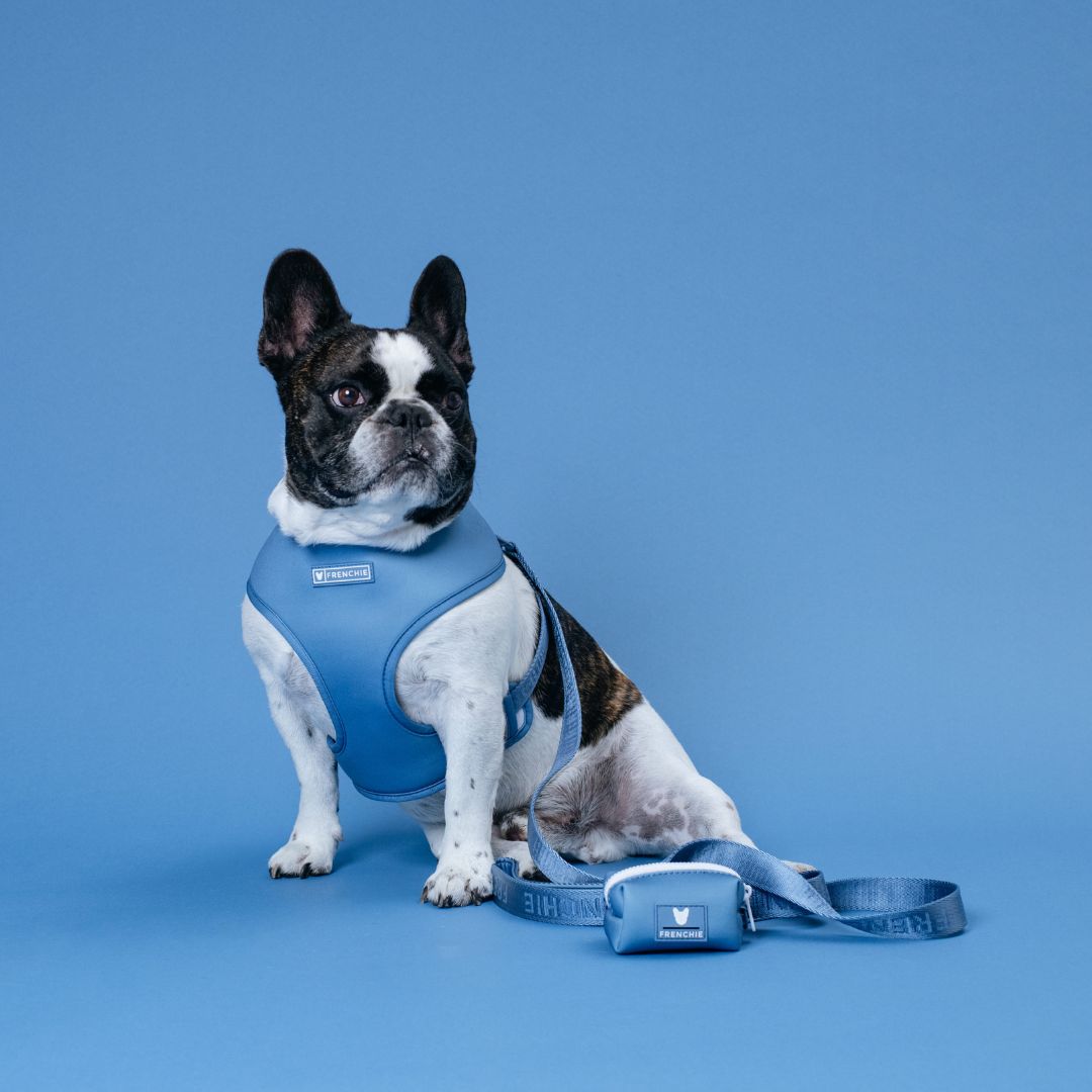 Frenchie Duo Reversible Harness - Solid Blue Steel
