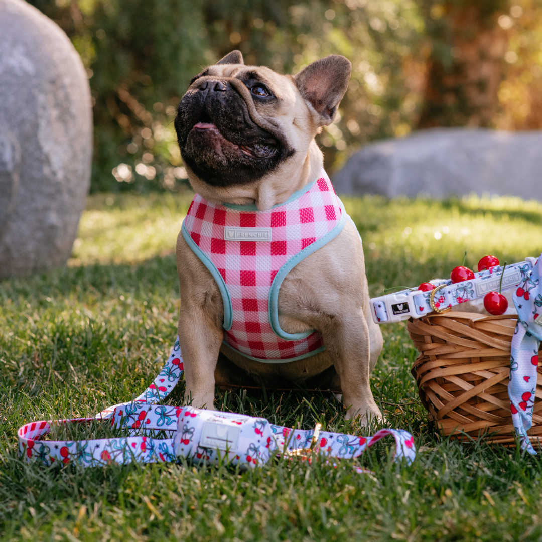 Frenchie Comfort Leash - Cherries Blue