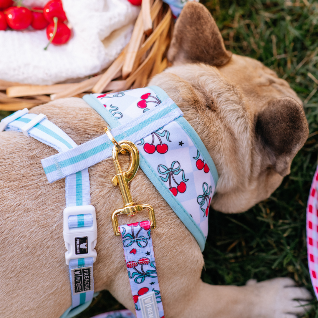 Frenchie Duo Reversible Harness - Cherries Blue