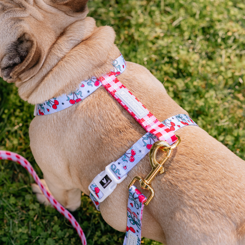 Frenchie Strap Harness - Cherries Blue