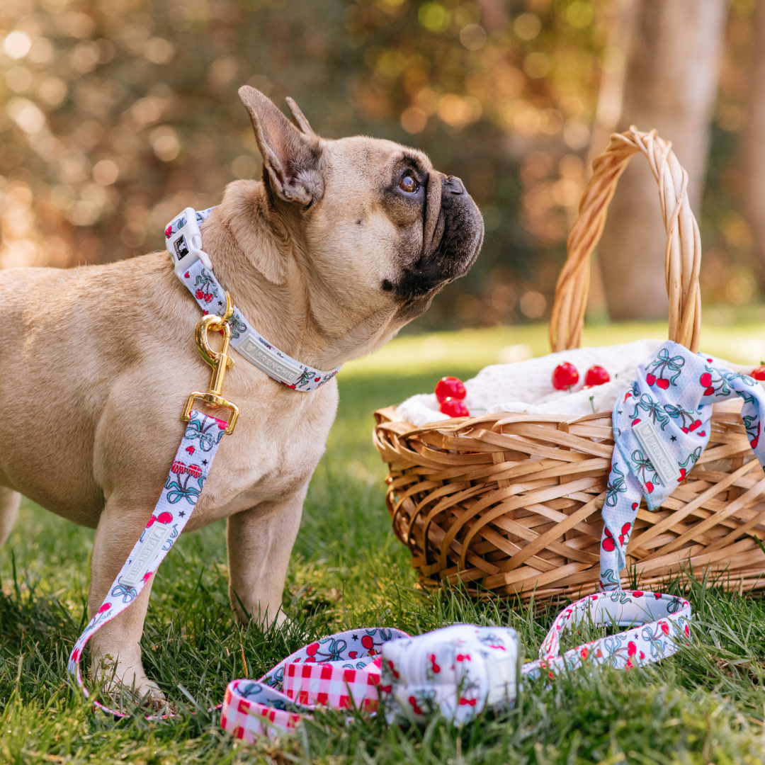 Frenchie Comfort Collar - Cherries Blue
