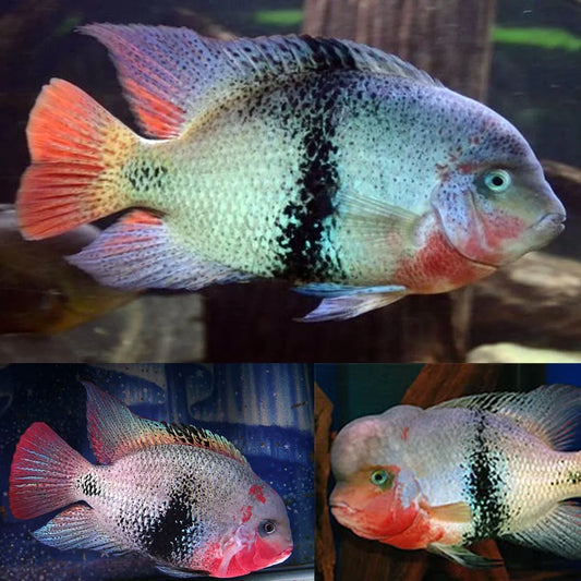 Black Belt Cichlid (Vieja Maculicauda) 4”-4.5”