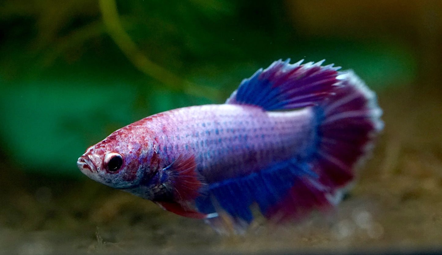 Assorted Betta Female