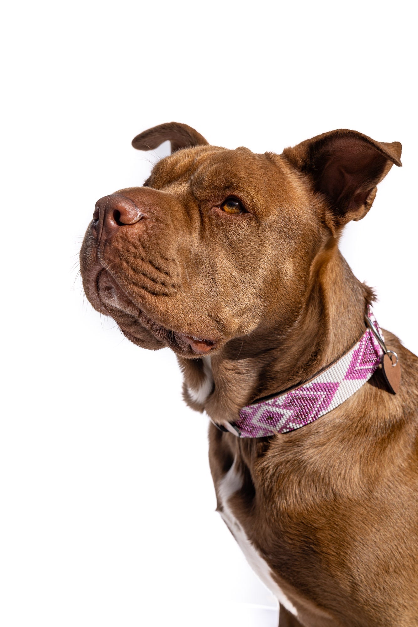 Paris Sambboho dog collar (with center D-ring)