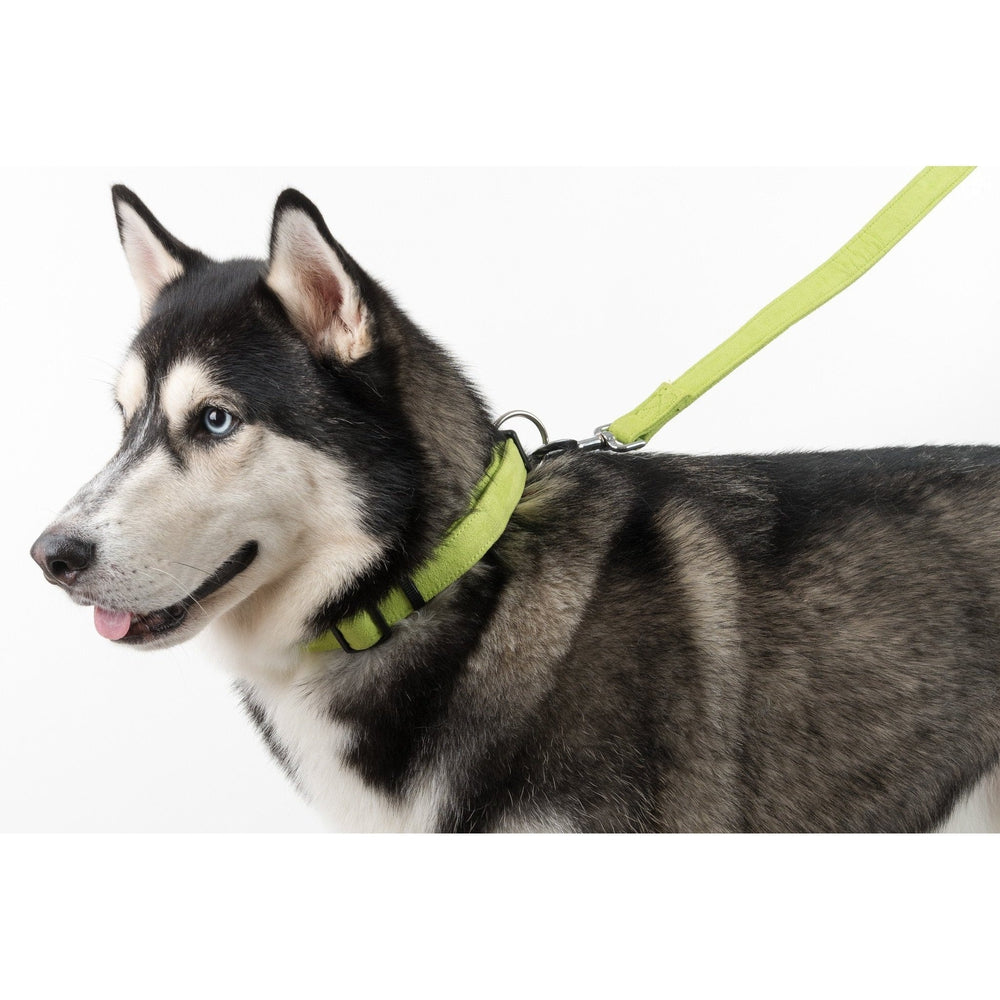 Comfort Microfiber Flat Dog Collar