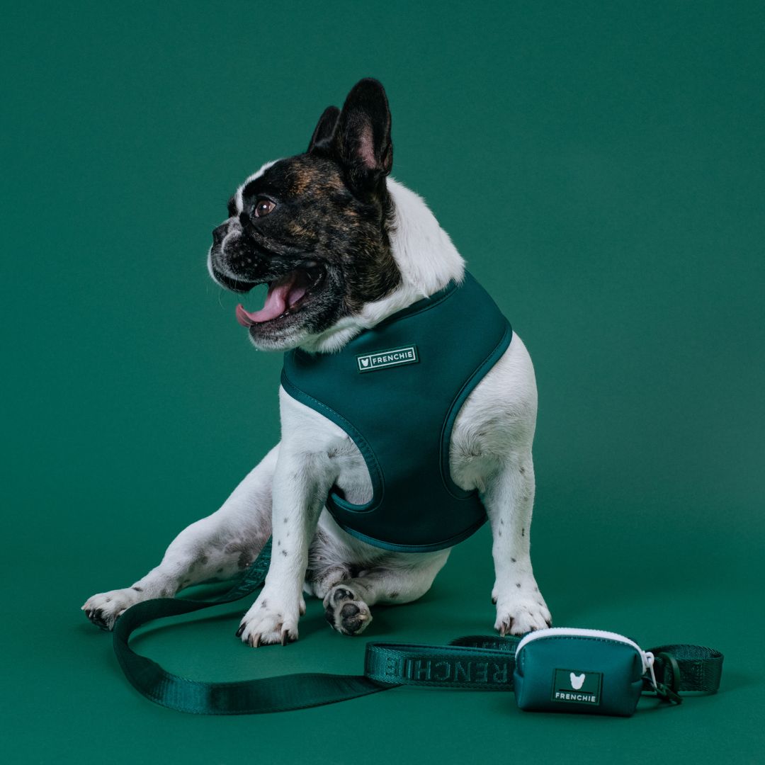 Frenchie Duo Reversible Harness - Solid Emerald City