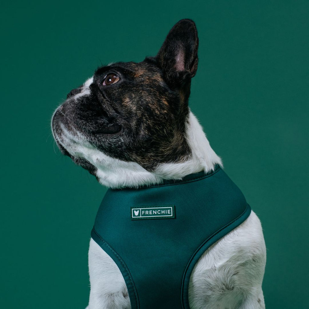 Frenchie Duo Reversible Harness - Solid Emerald City