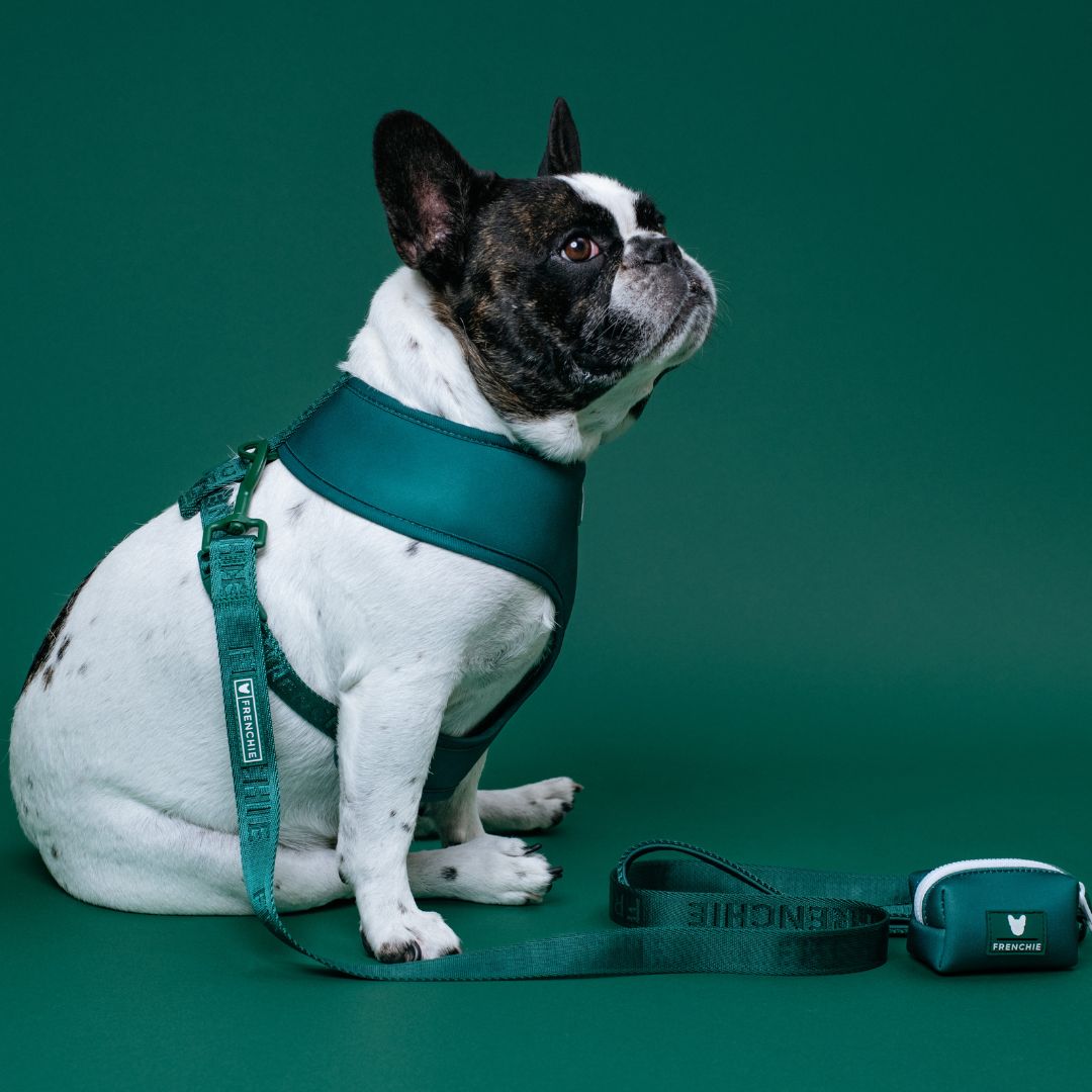 Frenchie Duo Reversible Harness - Solid Emerald City