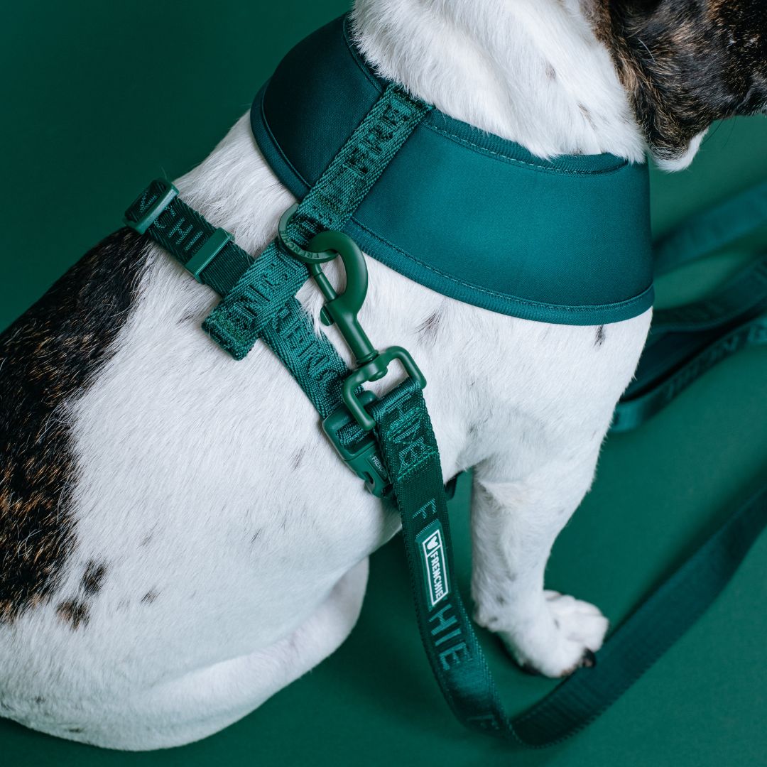 Frenchie Duo Reversible Harness - Solid Emerald City
