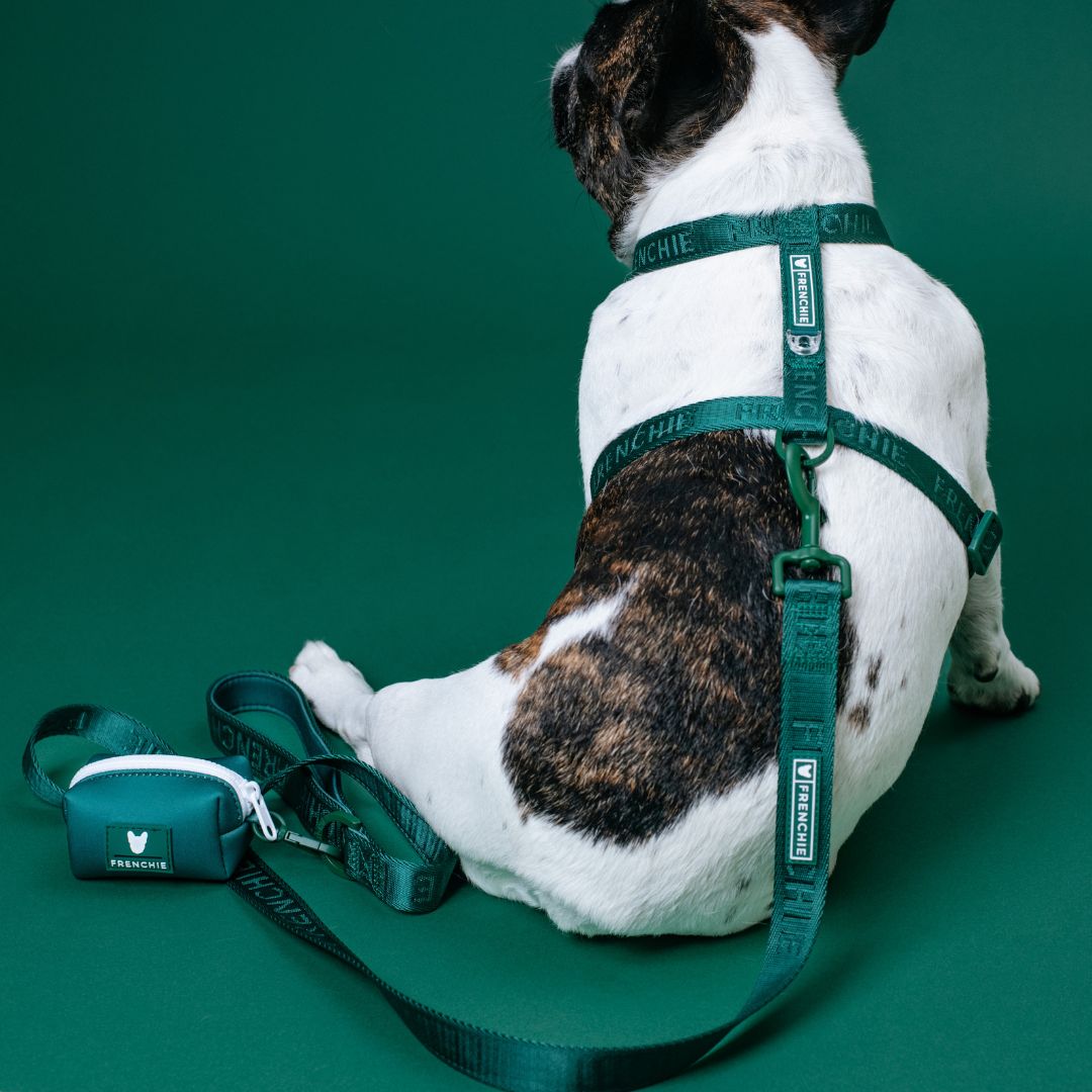 Frenchie Comfort Leash - Solid Emerald City
