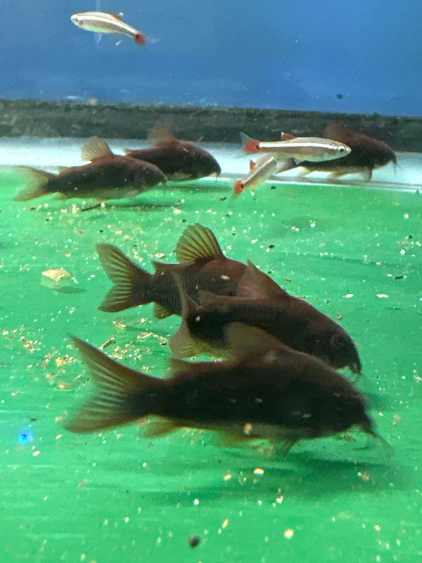 Black Venezuela Cory Catfish (Corydoras schultzei), Tank-Bred