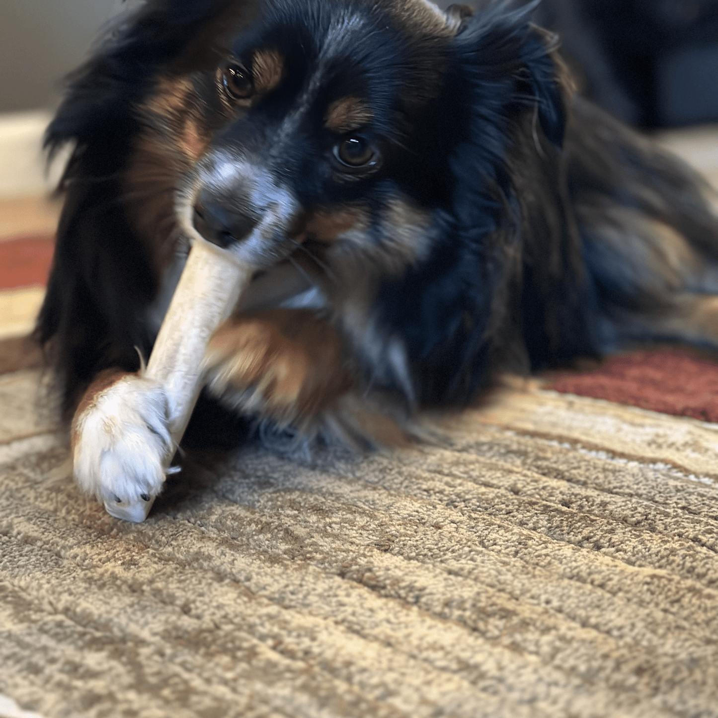 ELK ANTLERS FOR DOGS | WHOLE AND SPLIT ELK ANTLER CHEWS