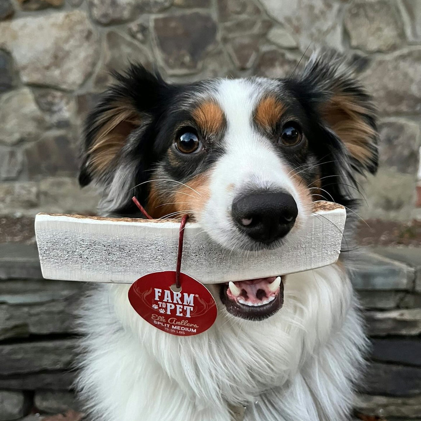 ELK ANTLERS FOR DOGS | WHOLE AND SPLIT ELK ANTLER CHEWS